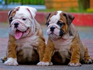Bulldogs  